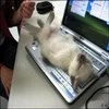I'm sorry the computer is not working.