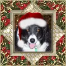  Christmas dog