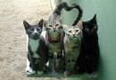 Cats