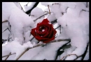 Rose in Winter