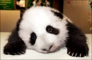 ice cream panda