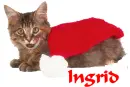 Cat with santa cap Ingrid