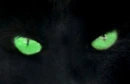 panther