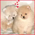 cute pomeranian