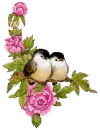 little birds