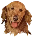 irish setter