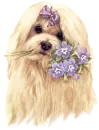 purple flowers