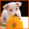 sweet heart