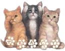 tracy kitten