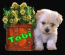 LITTLE PUPPY-TABI