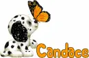 Candace-puppy