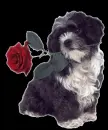 red rose
