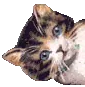  kitty