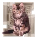 kitty