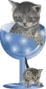 kittens
