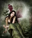 rose fairy
