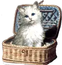 kitty in basket