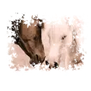 miÅ‚oÅ›Ä‡, konie