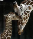 Two Giraffes