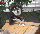 Sup