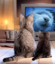 Cats watching TV