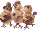 rock chicky