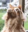 NO More Foto..