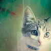 kitty