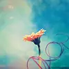 pretty flower