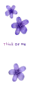 purple flowers/think of me