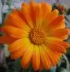Orange Daisy