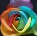 colorful rose