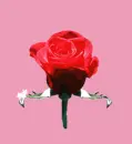 Rose blooming