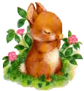 cute rabbit