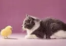 cat and chicken