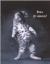 cat dancing