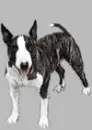 dog wagging tail