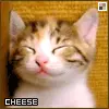 Cheese
