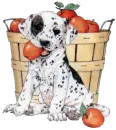 cute puppy