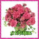 Stephanie