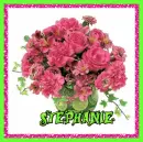 Stephanie