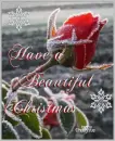 Beautiful Christmas rose