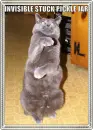 cat opening invisible jar