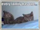 funny cat