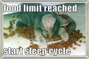 cat sleeping in food