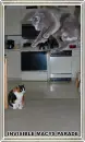 cat in mid air