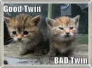 good twin bad twin kittens