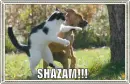 cat hitting dog