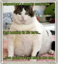 fat cat with farts
