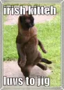 Irish Cat